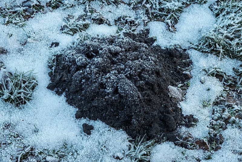 Molehill in snow-covered lawn in Ystad, Skåne County, Sweden, Scandinavia