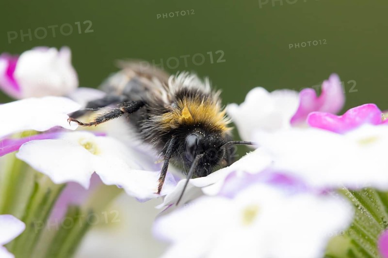 Buff tailed bumblebee (Bombus terrestris) adult bee insect on a garden flower in summer, England, United Kingdom