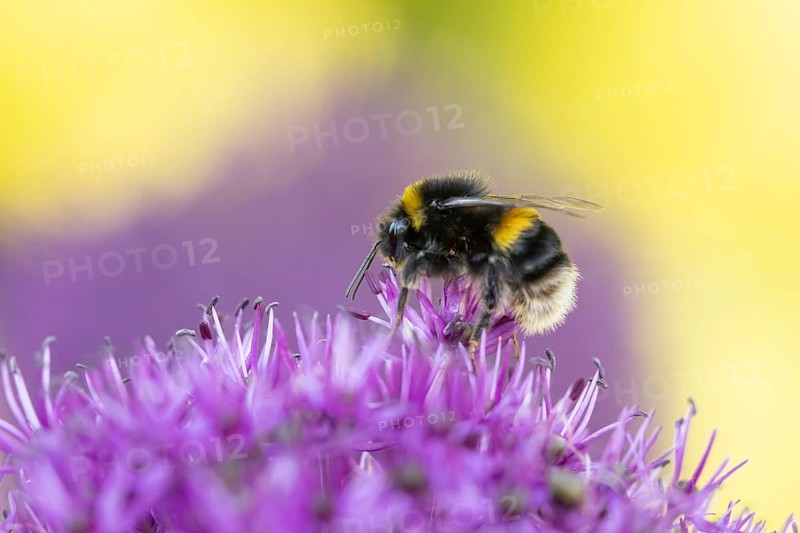 Buff tailed bumblebee (Bombus terrestris) adult bee insect feeding on a garden Allium flower in summer, England, United Kingdom