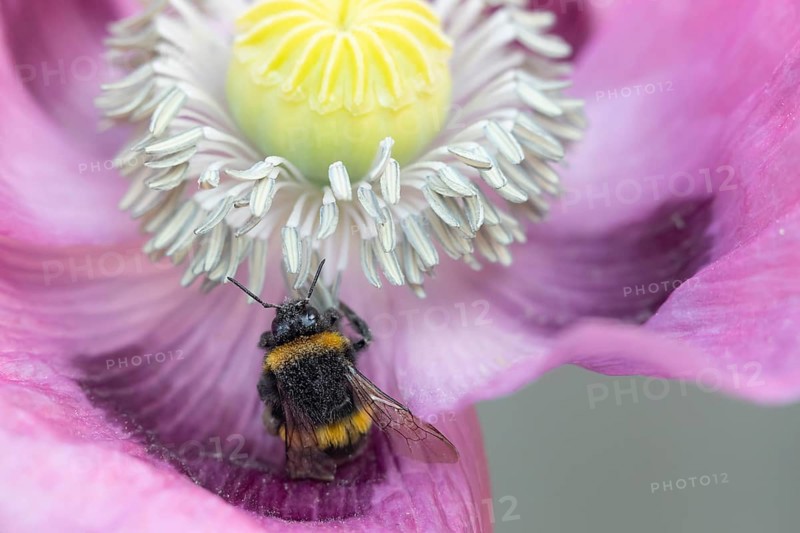 White tailed bumblebee (Bombus lucorum) adult bee insect feeding on a garden opium poppy flower in summer, England, United Kingdom