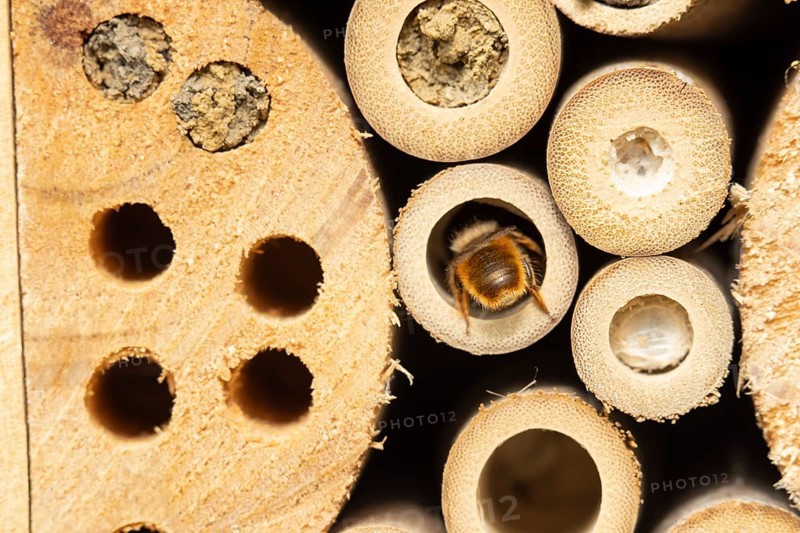 Red mason bee (Osmia bicornis) adult insect entering a hole on a bee or bug hotel in summer, England, United Kingdom
