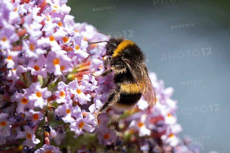 White tailed bumblebee (Bombus lucorum) adult bee insect feeding on a garden purple Buddleja or Buddleia flower in summer, England, United Kingdom
