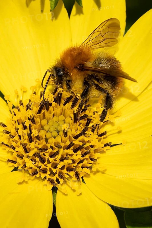 Common carder bumblebee (Bombus pascuorum) adult bee insect feeding a garden yellow Cosmos flower in summer, England, United Kingdom
