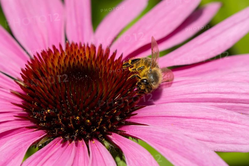 European honey bee (Apis mellifera) adult insect feeding a garden purple Cosmos flower in summer, England, United Kingdom
