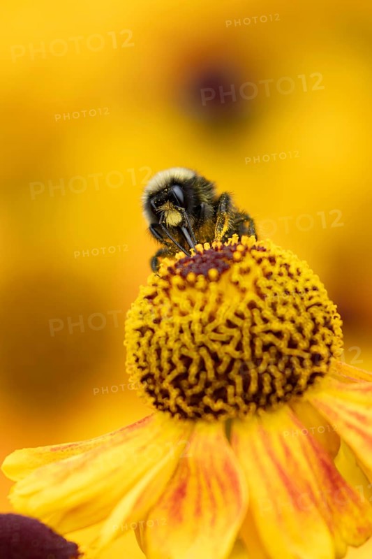 Early bumblebee (Bombus pratorum) adult bee insect feeding on a garden Helenium flower in summer, England, United Kingdom