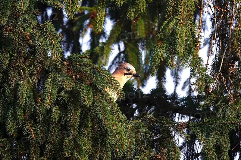 Eurasian jay (Garrulus glandarius) in a tree, winter, Germany
