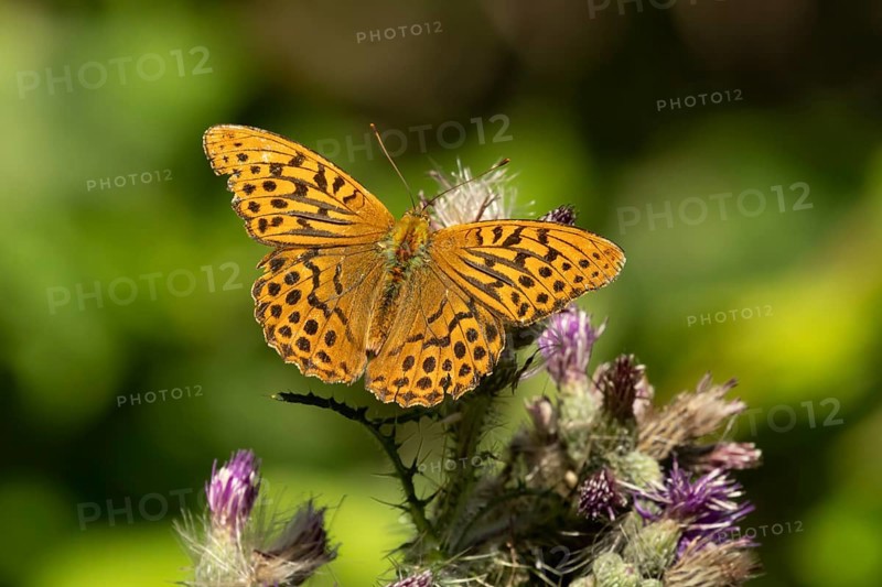 Silver-washed fritillary butterfly (Argynnis paphia) adult insect feeding on a thistle flower in summer, England, United Kingdom