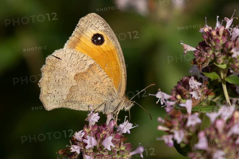 Meadow brown butterfly (Maniola jurtina) adult insect feeding on a garden purple Wild marjoram or Oregano flower in summer, England, United Kingdom