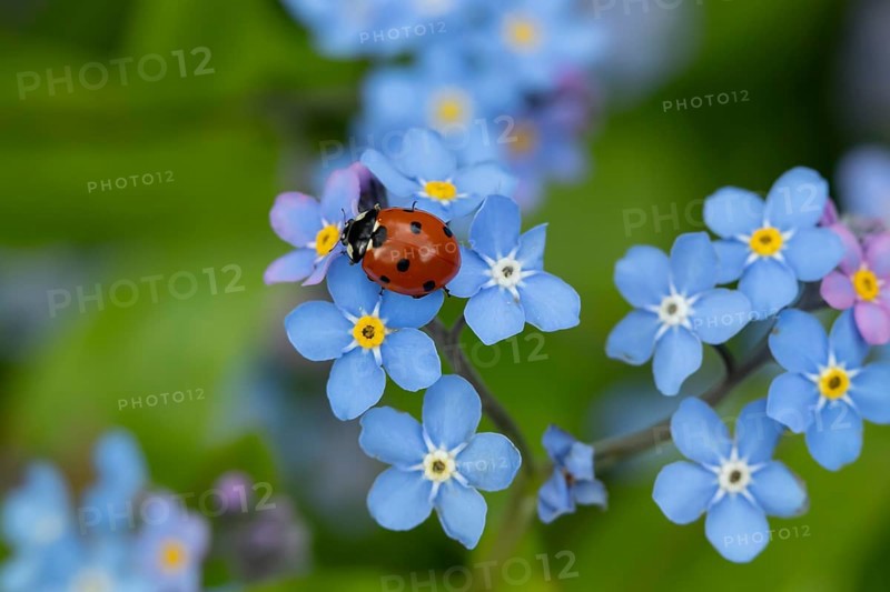 Seven-spot ladybird or ladybug (Coccinella septempunctata) adult insect on a garden Forget-me-not flower in spring, England, United Kingdom