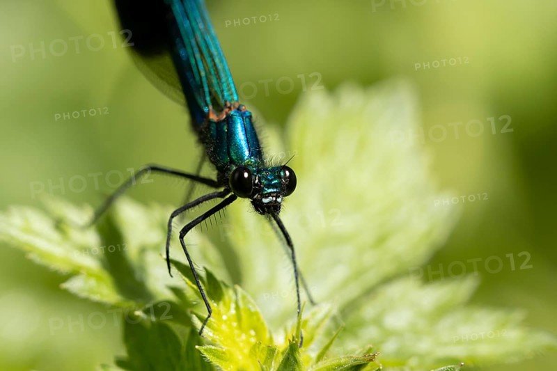 Banded demoiselle damselfly (Calopteryx splendens) adult male insect on a plant leaf in summer, England, United Kingdom