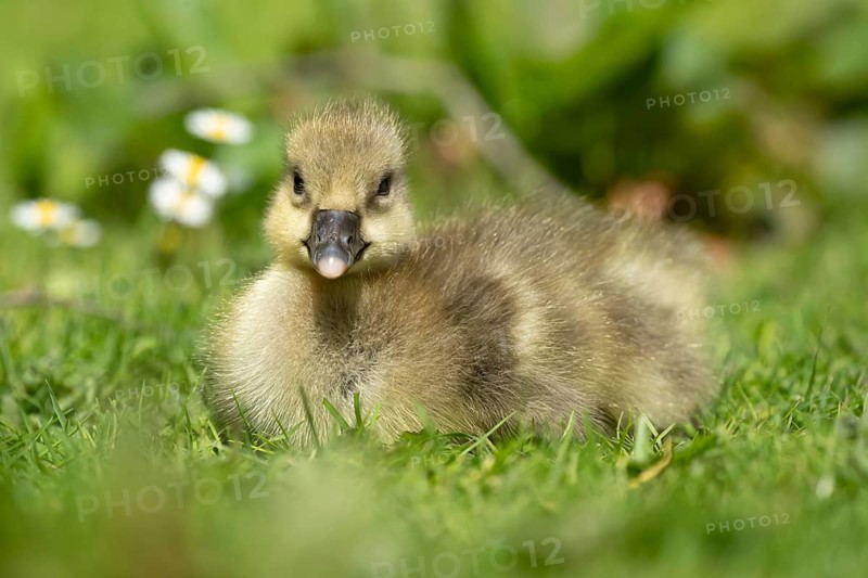 Greylag goose (Anser anser) juvenile baby gosling bird head sitting on grass in summer, England, United Kingdom