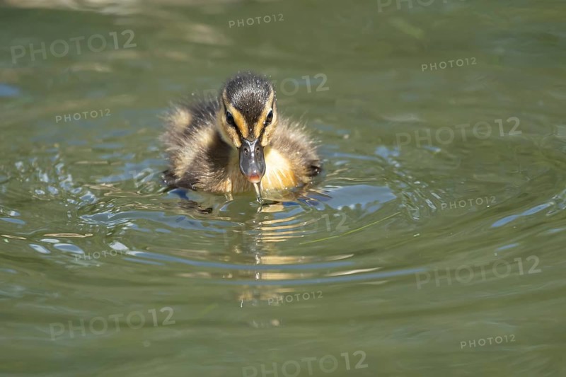 Mallard duck (Anas platyrhynchos) juvenile baby duckling bird on the water of a lake in summer, England, United Kingdom