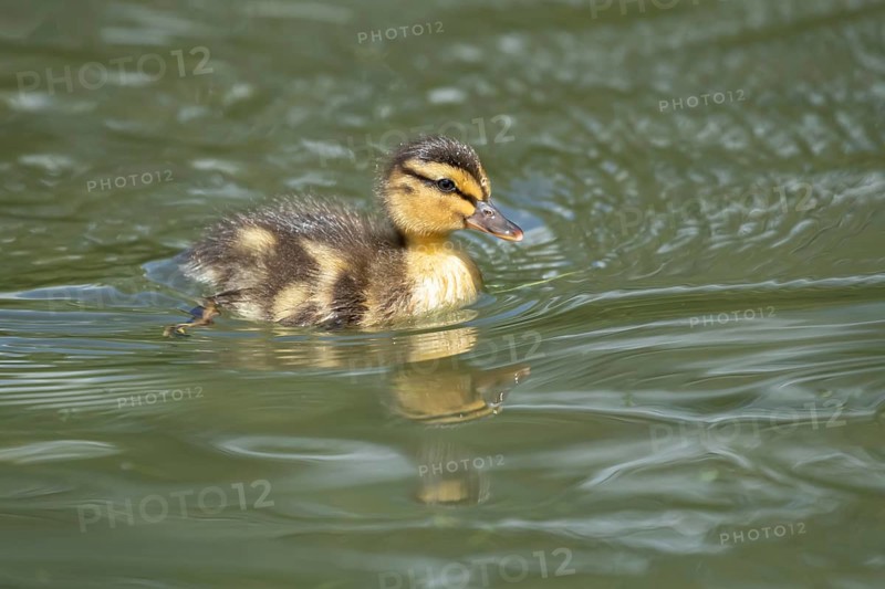 Mallard duck (Anas platyrhynchos) juvenile baby duckling bird swimming on the water of a lake in summer, England, United Kingdom