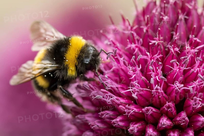 Buff tailed bumblebee (Bombus terrestris) adult bee insect feeding on a garden Allium flower in summer, England, United Kingdom