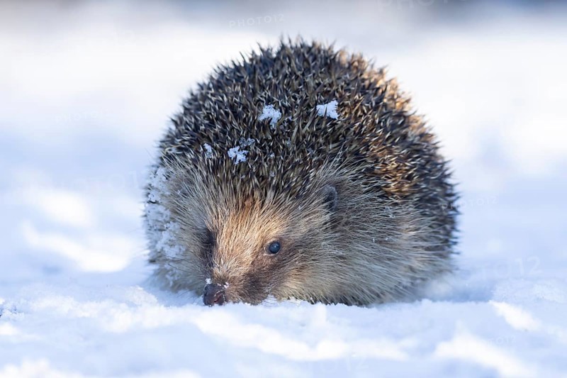 European hedgehog (Erinaceus europaeus) adult animal on snow in a garden in winter, England, United Kingdom