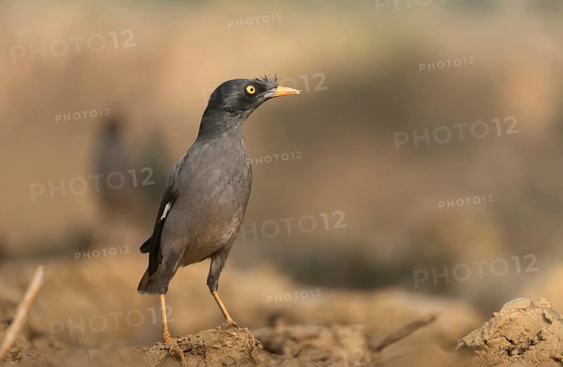 A jungle myna (Acridotheres fuscus) stands on the ground against a blurred background, Sreepur, Gazipur, Bangladesh