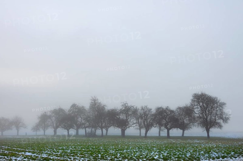 Fruit trees in winter when the weather is cloudy, Eckental, Middle Franconia, Bavaria, Germany