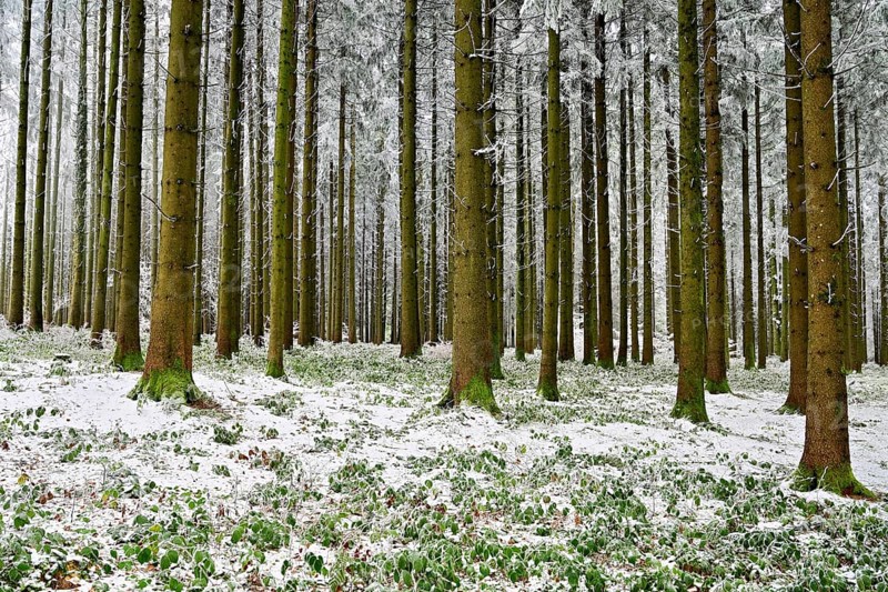 Wald im Raureif, Schlatt, Lindenberg, Freiamt, Canton of Aargau, Switzerland