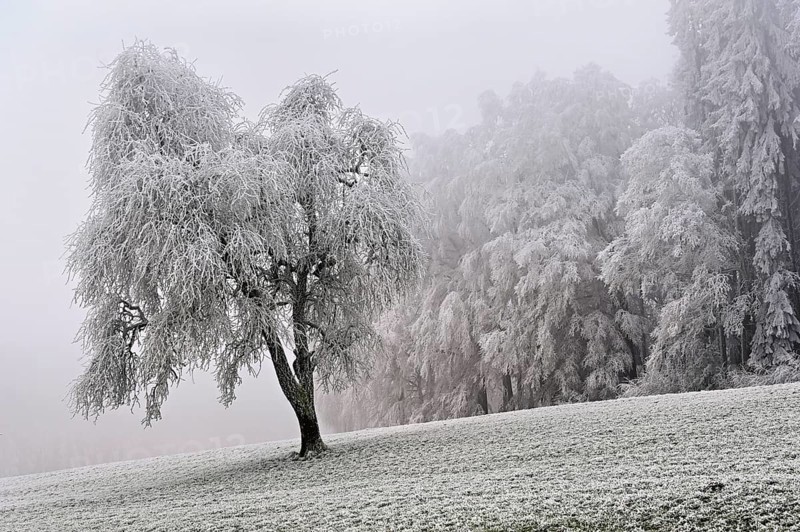 Tree and forest in hoarfrost, Schlatt, Lindenberg, Freiamt, Canton of Aargau, Switzerland