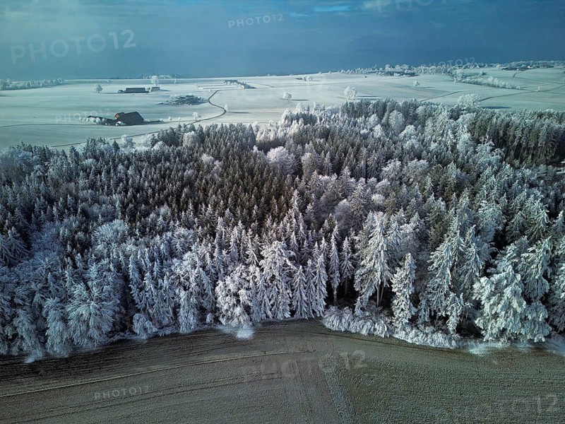 Aerial view of forest in hoarfrost, Horben, Lindenberg, Freiamt, Canton of Aargau, Switzerland