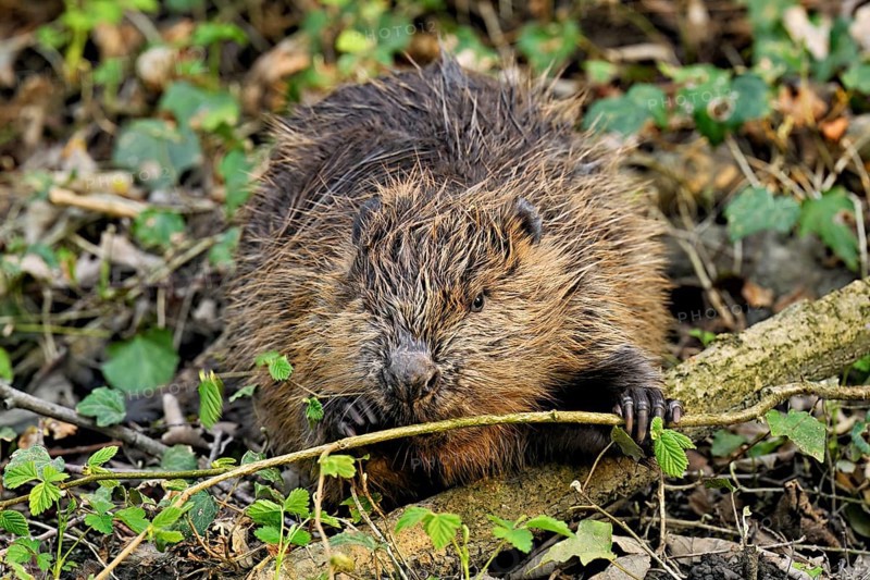 Eurasian beaver, European beaver (Castor fibre), eating leaves on the bank of a stream, Canton Zug, Switzerland