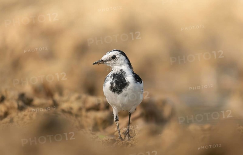 A white wagtail (Motacilla alba) stands on the ground against a blurred background, Sreepur, Gazipur, Bangladesh