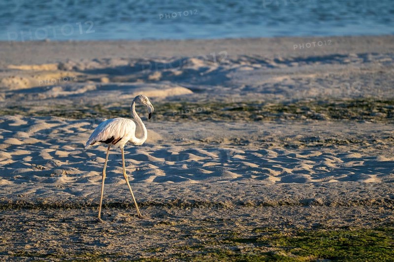 Flamingo (Phoenicopteridae) foraging, Oman