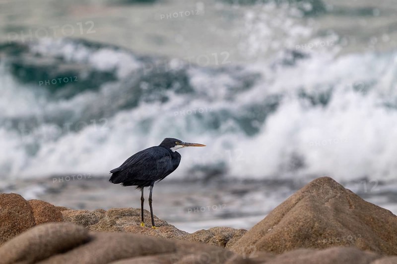 Great Egret (Egretta gularis) sitting on rocks, Oman