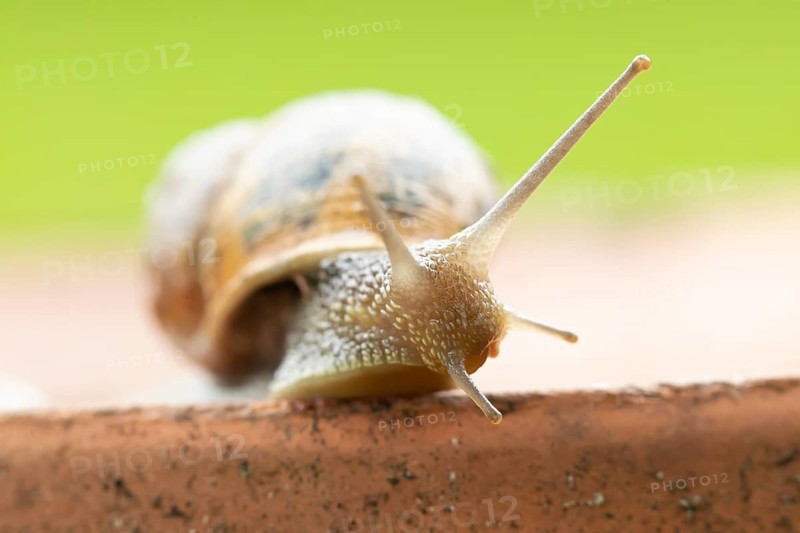 Garden snail (Cornu aspersum) adult gastropod molluscs on a garden plant pot in summer, England, United Kingdom