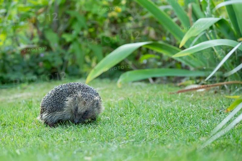 European hedgehog (Erinaceus europaeus) adult animal on a garden grass lawn in summer, England, United Kingdom