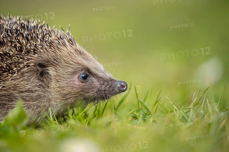 European hedgehog (Erinaceus europaeus) adult animal on a garden grass lawn in spring, England, United Kingdom