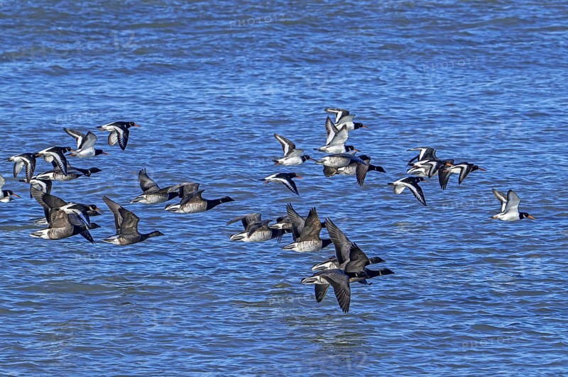 Pale-bellied brant geese (Branta bernicla hrota) flying among brent geese and common pied oystercatchers along the North Sea coast in winter