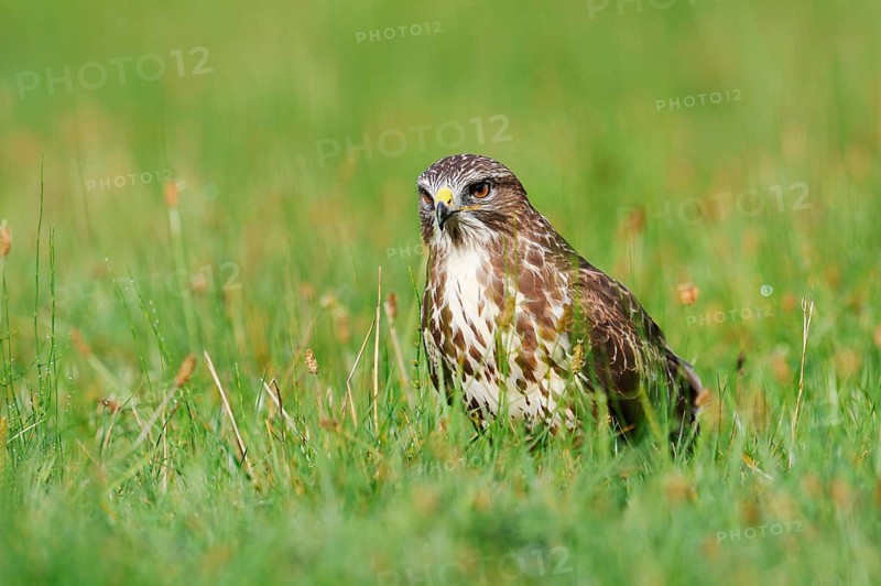Common buzzard (Buteo buteo) sitting in a meadow, North Rhine-Westphalia, Germany