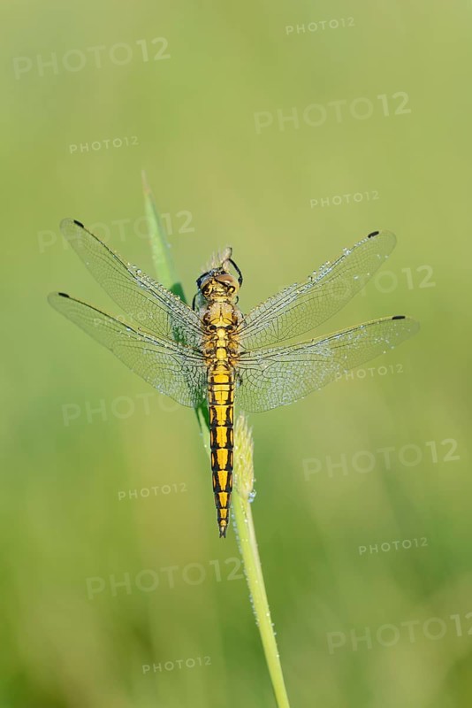 Black-tailed Skimmer (Orthetrum cancellatum), female with dewdrops, North Rhine-Westphalia, Germany