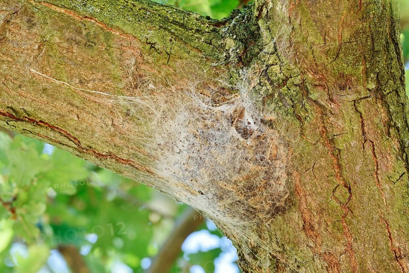 Oak processionary moth (Thaumetopoea processionea), web nest on tree trunk, North Rhine-Westphalia, Germany
