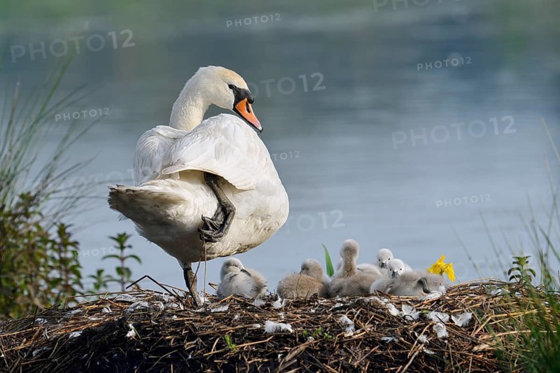 Mute swan (Cygnus olor) with chicks on the nest, North Rhine-Westphalia, Germany