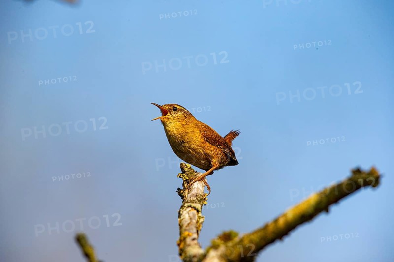 Wren (troglodytes troglodytes) Germany