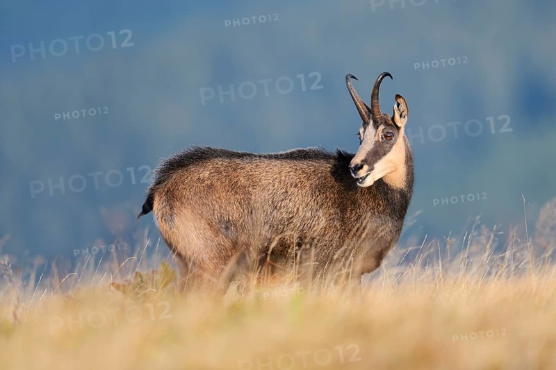 Chamois (Rupicapra rupicapra) in autumn, Vosges, France
