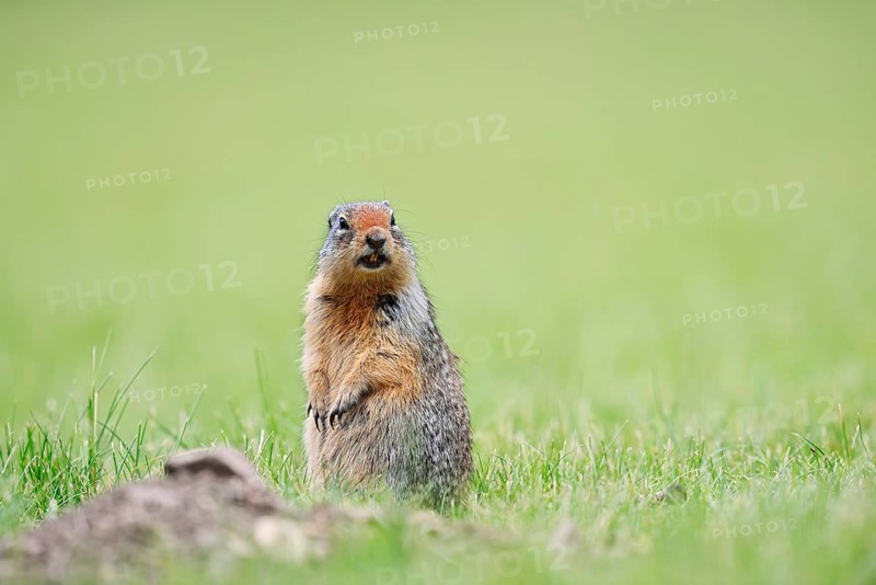 Columbia ground squirrel (Urocitellus columbianus, Spermophilus columbianus) sitting upright in a meadow and calling, Waterton Lakes National Park, Alberta, Canada