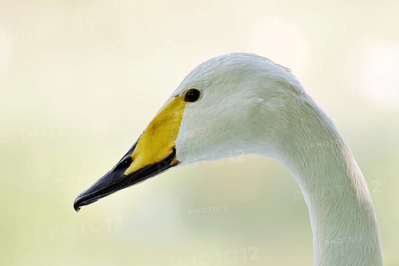 Whooper swan (Cygnus cygnus), portrait, Friesland, Netherlands