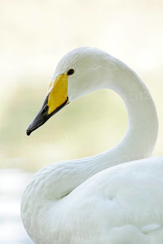 Whooper swan (Cygnus cygnus), portrait, Friesland, Netherlands