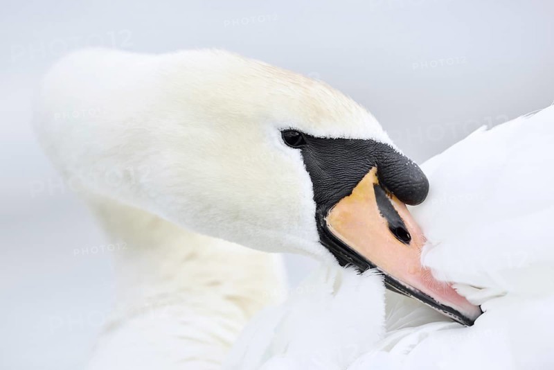 Mute swan (Cygnus olor) grooming its feathers, Alsace, France
