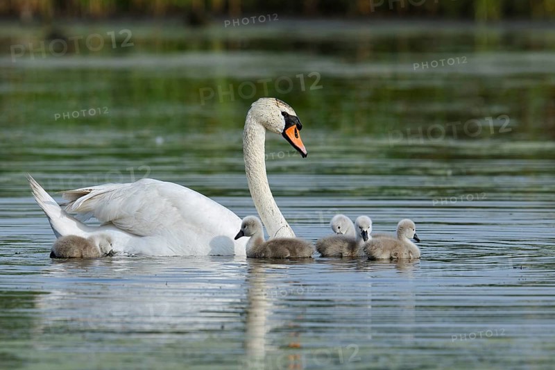 Mute swan (Cygnus olor) with chicks on a lake, North Rhine-Westphalia, Germany