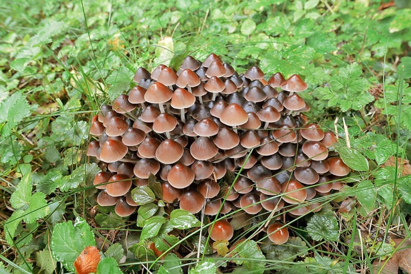 Rogers Mushroom (Britzelmayria multipedata, Psathyrella multipedata), North Rhine-Westphalia, Germany