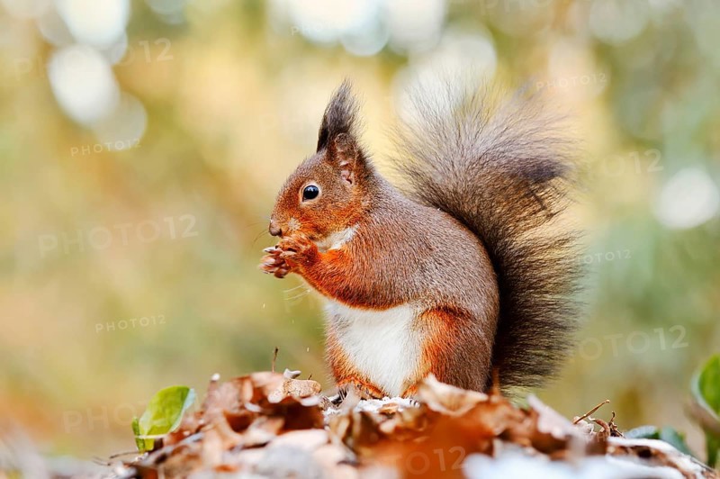 Eurasian squirrel (Sciurus vulgaris) sitting feeding on a pile of leaves with hoarfrost, North Rhine-Westphalia, Germany