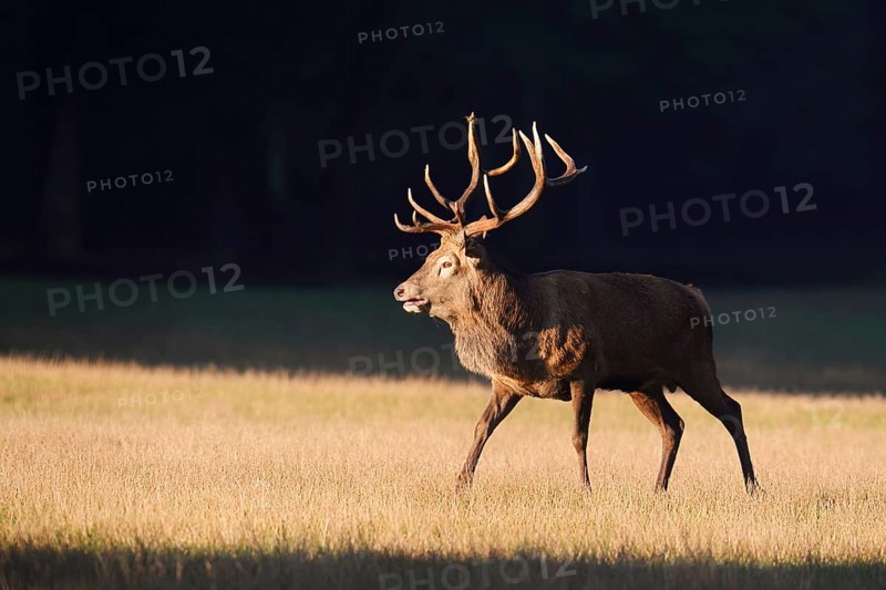 Red deer (Cervus elaphus), roaring in the rutting season, Arnsberg Forest, North Rhine-Westphalia, Germany