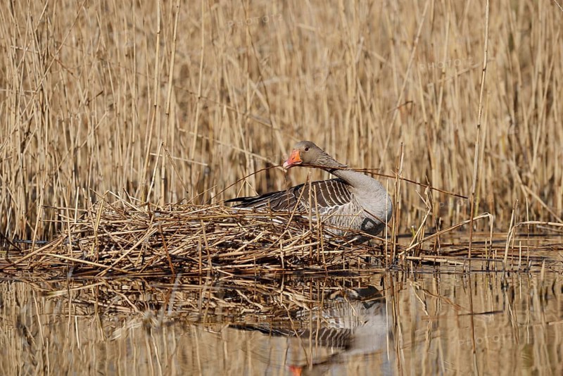 Greylag goose (Anser anser) building a nest in the reeds, North Rhine-Westphalia, Germany