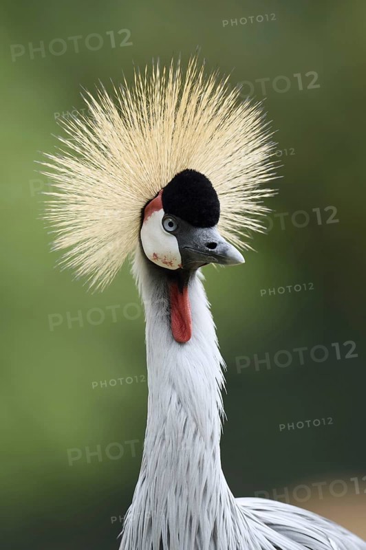 South African Crowned Crane or Grey-necked Crowned Crane (Balearica regulorum), portrait, captive, occurrence in Africa