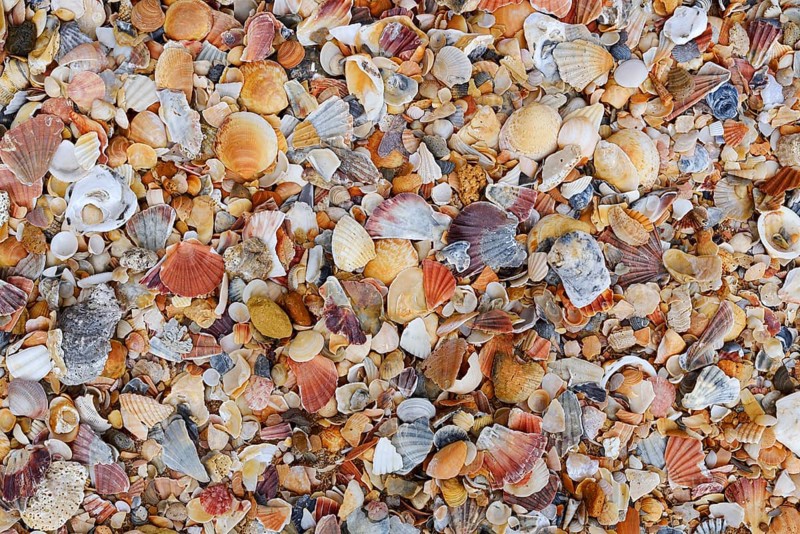 Different mussel shells on the beach, Algarve, Portugal