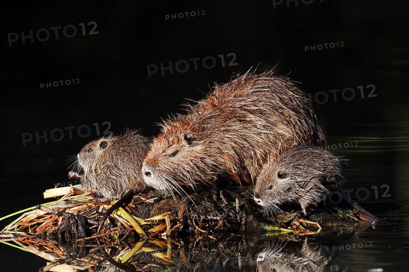 Nutria or swamp beaver (Myocastor coypus), female with young, North Rhine-Westphalia, Germany, Neozoon in Europe